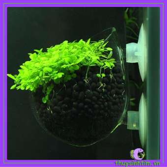 Cốc Thủy Tinh Trồng Cây Thủy Sinh
