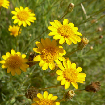 Hạt giống hoa Cúc Sao Băng vàng PSV167 | Phởms Market