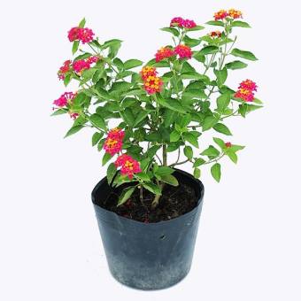 Cây Trâm Ổi ( Hoa Ngũ Sắc) Nhiều Màu Đa Dạng - Cây Cảnh