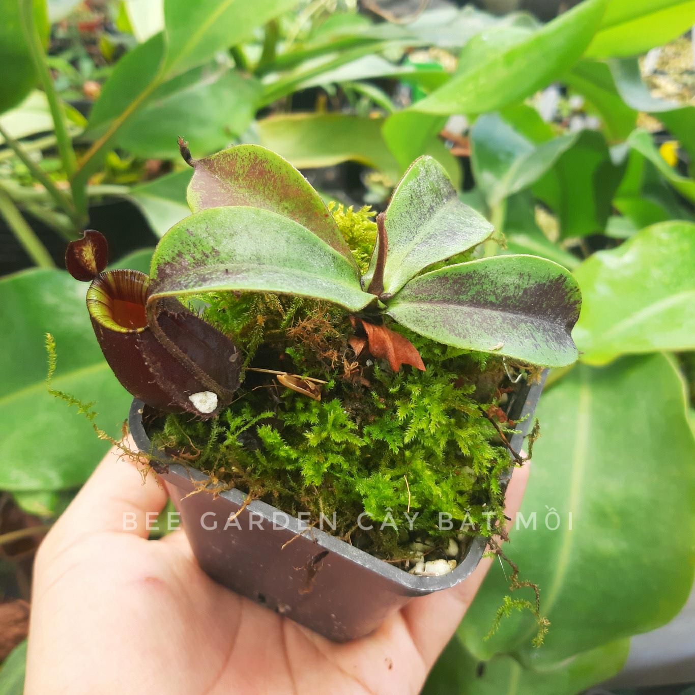 Cây bắt mồi, cây nắp ấm jerry 75