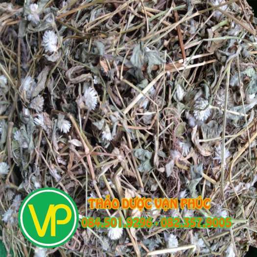 Cây nở ngày đất 500gam