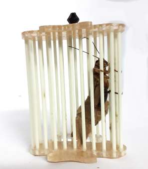 Cóng nhốt dế cho Chim Khuyên rỉa dế