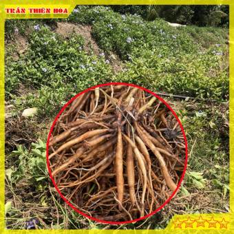 GÓI 500gr CỦ SÂM ĐẤT TƯƠI HAY CÂY TRÁI NỔ DÙNG NẤU NƯỚNG UỐNG HAY NGÂM RƯỢU ĐỀU ĐƯỢC