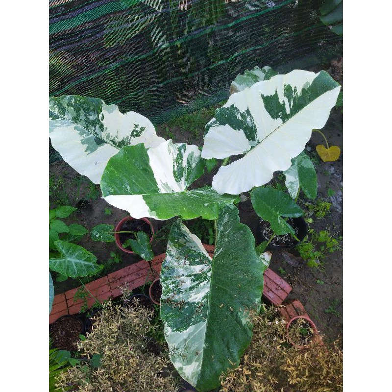 Cây Ráy Var kiểng lá đột biến - Alocasia Macrorrhiza Varietage
