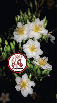 Hoa Bạch Mai(cây ghép lấy giống)