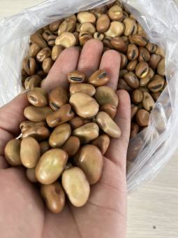 HẠT ĐẬU TẰM ÚC (đậu răng ngựa- FABA BEAN) CÂU CÁ NUÔI CÁ CHÉP GIÒN 1Kg