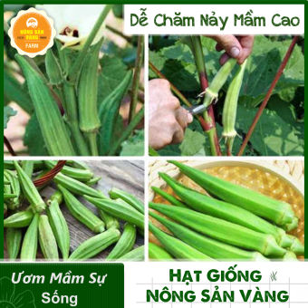 Hạt giống Đậu Bắp Cao Sản (Gói 10 Gram) - Nông Sản Vàng