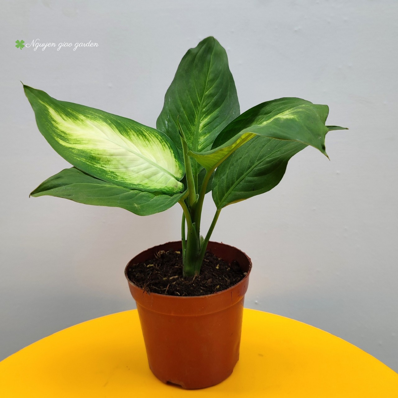 Cây Vạn Niên Thanh, Cây Phong Thủy trang trí nhà cửa, văn phòng, bàn làm việc, dễ chăm sóc