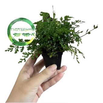 Dương xỉ châu phi mini - cây thuỷ sinh | dương xỉ thuỷ sinh