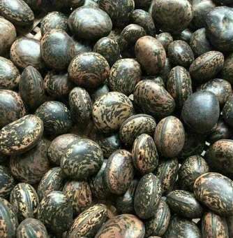 HẠT ĐẬU LÀO 500G