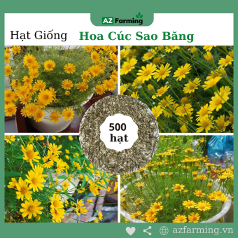 Hạt Giống Hoa Cúc Sao Băng - Gói 500 Hạt - AZ Farming