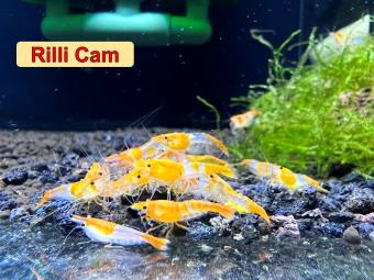 tép rili cam - trang trí bể thủy sinh