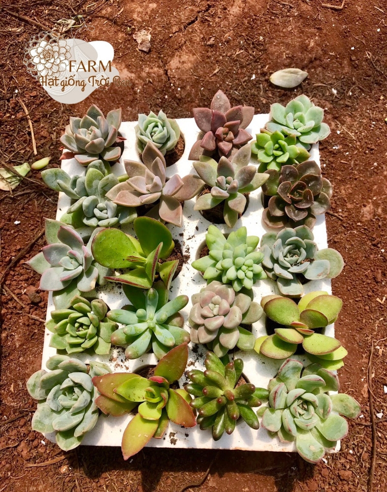 Sen đá mini vỉ 20 cây ngẫu nhiên ☘ size 3-5cm ☘ đã thuần khí hậu ☘ xuất vườn đà lạt