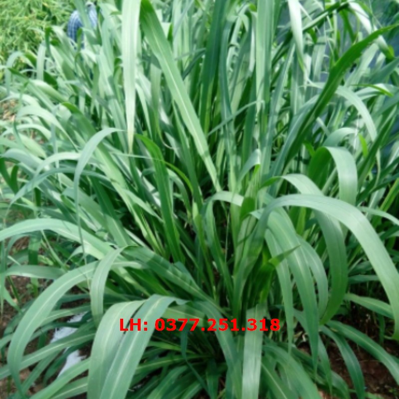 Hạt giống cỏ ghine gói 200g - cỏ xả lá lớn chăn nuôi trâu, bò, dê, cừu năng suất cao