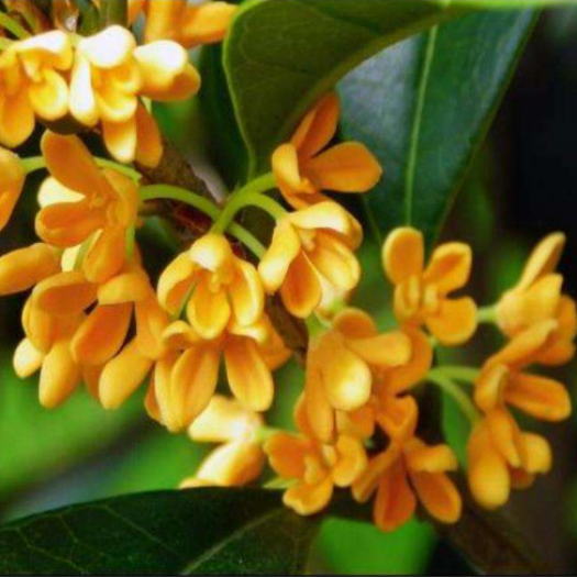 Tinh dầu Hoa Mộc Osmanthus - 10ml