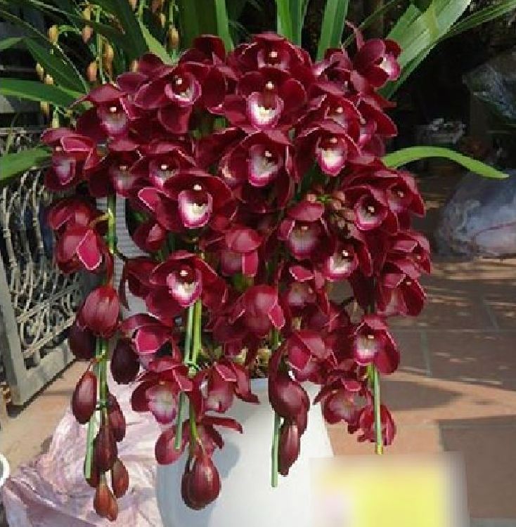 1 Củ giống hoa địa lan santo hoa màu tím