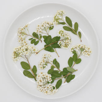 12 Bông Hoa Ép Khô Thật Spiraea, Hoa Thủy Tiên