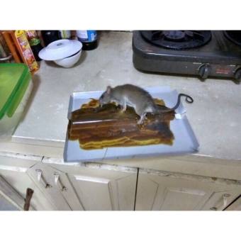 Combo 2 bẫy keo siêu dính chuột / Keo dính chuột siêu dính