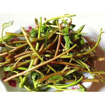 Hạt giống rau muống siêu ngọn tím nhập khẩu Thái Lan -10 gr