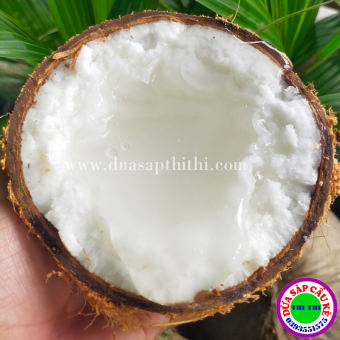 COMBO 2 DỪA SÁP LOẠI 1 TRÁI ĐẶC BIỆT