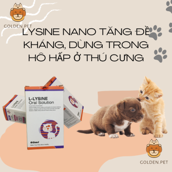 L-Lysine nano cho chó mèo bị hô hấp, bổ sung chất tăng đề kháng, tăng cường miễn dịch chó mèo đau mắt, sổ mũi, bạch cầu