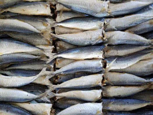 Chế Biến Cá Nục Ngon, giá cá nục bông đông lạnh, khô cá lục (nowship hcm) CN-59 - Thơm ngon, sạch sẽ, hút chân không, mua rẻ giá tại vựa cá.Túi Hút Chân Không 500gram