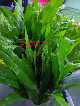 Cây Dương xỉ java thủy sinh / bán cạn loại lớn dài 20-50cm cây thủy sinh hậu cảnh