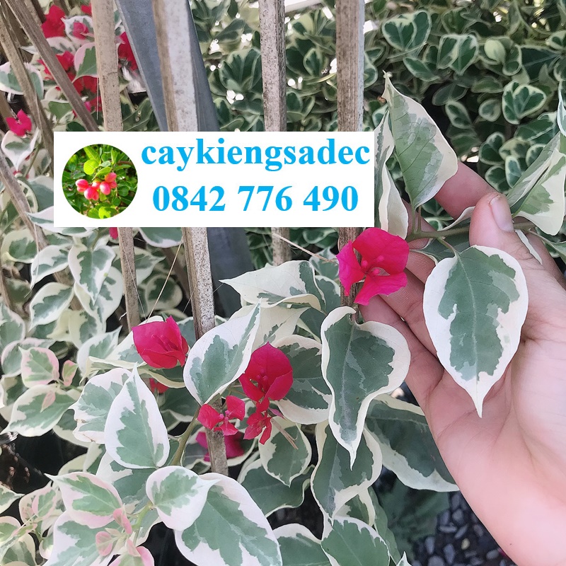 Caykiengsadec - Hoa giấy cẩm thạch màu đỏ + tặng phân bón - hoa kiểng lá - cây phong thủy - trang trí nội thất