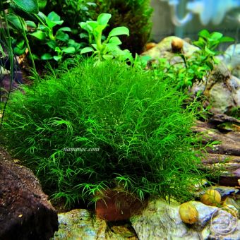 Rêu Bám Đá / Đá Rêu Weeping Sing / US Fiss / MiniTaiwan | Điểm Bố Cục Cực Bền Đẹp - Không Dính Đất