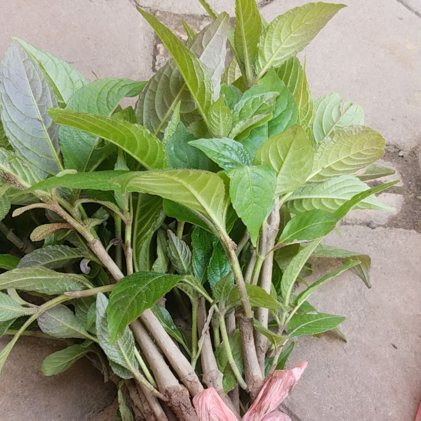 30 hom chè khổng lồ đã ra rễ khỏe mạnh xanh tốt - Tặng kèm cây hoàn ngọc