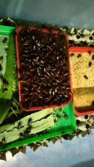 Trứng Dế Thái Than:1 ổ