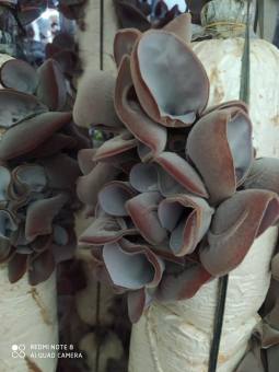 Phôi nấm Mộc nhĩ - (Combo 18 bịch)