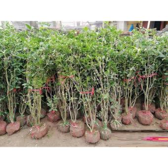 Cây Mộc Hương ta hoa vàng - cây giống 2,5 năm tuổi