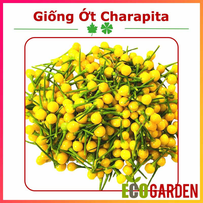 Hạt Giống Ớt Charapita