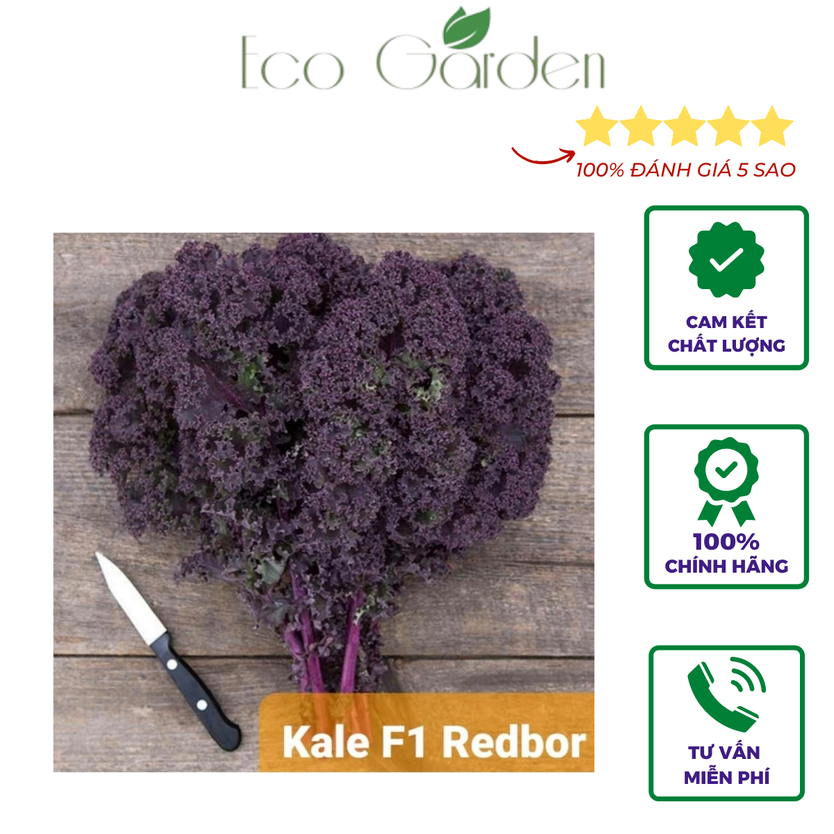 Hạt giống Kale Redbor xoăn tím bọc men nhập Mỹ - Johnny's Seeds