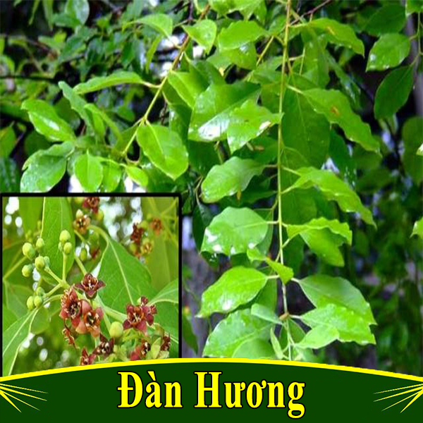 Cây giống gỗ đàn hương Ấn Độ thuần chủng