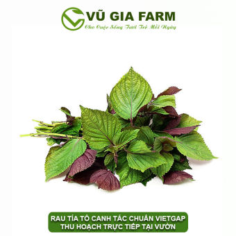 VG FARM Rau Tía Tô Đà Lạt Lâm Đồng