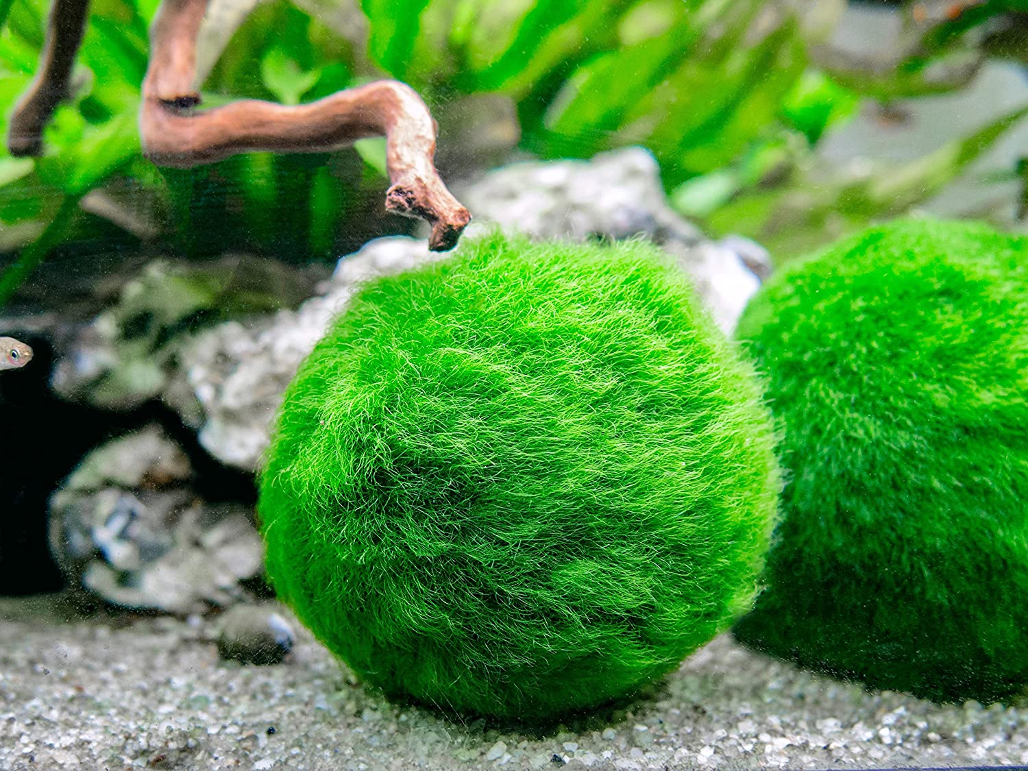 Green Algae Balls Artificial Aquarium Seaweed Balls for Fish Tank