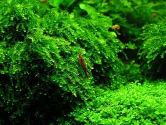 Rêu Thủy Sinh Gắn Lũa, Đá | MINI TAIWAN - US FISS - WEPPING - FLAME - SPINKY - ROSE MOSS