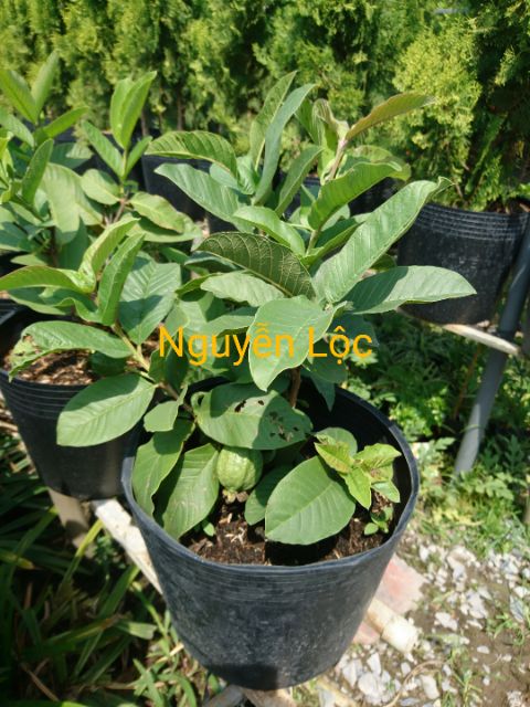 Cây ổi đài loan