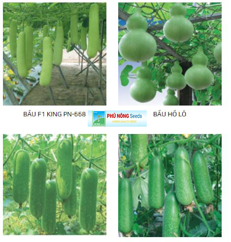 Combo 4 gói hạt giống bầu bí các loại 1 gói bầu hồ lô + 1 gói bầu lai + 1 gói bí da xanh dài + 1 gói bí chanh lai-hàng cty chất lượng tốt