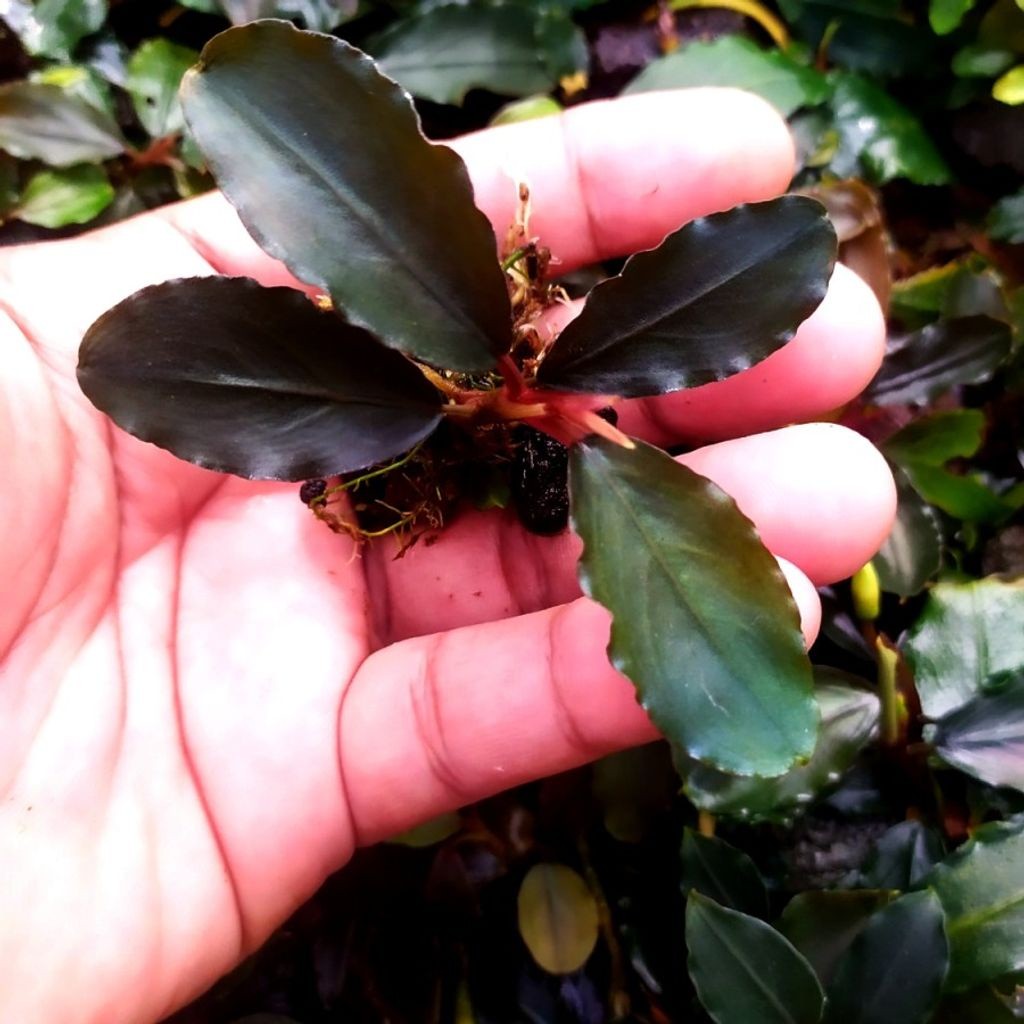 Bucephalandra Live Aquatic Plants - Assorted Species, Potted
