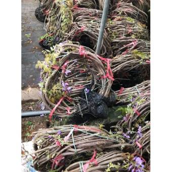 Cây hoa tử đằng +Tặng (500g) phân thỏ hữu cơ