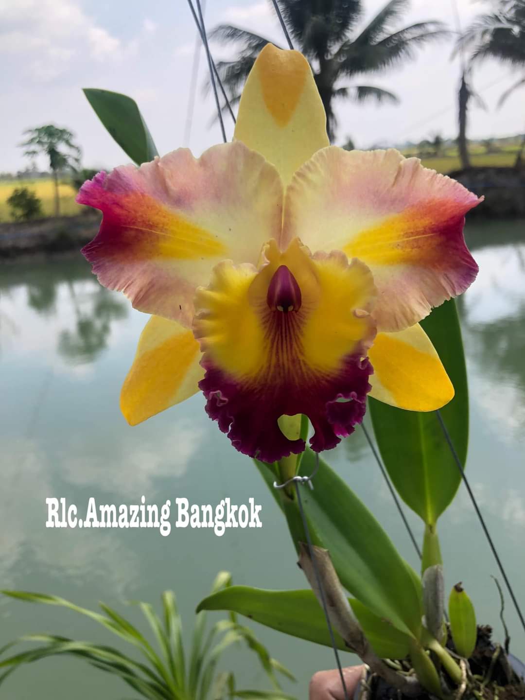 Hoa lan Cattleya- Amazing bangkok- chậu trưởng thành