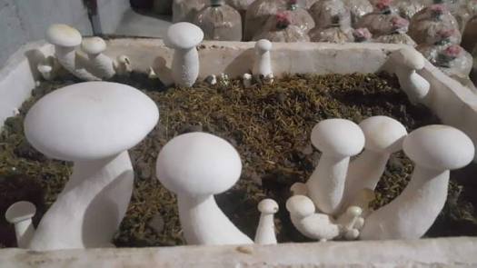 phôi nấm hoàng đế