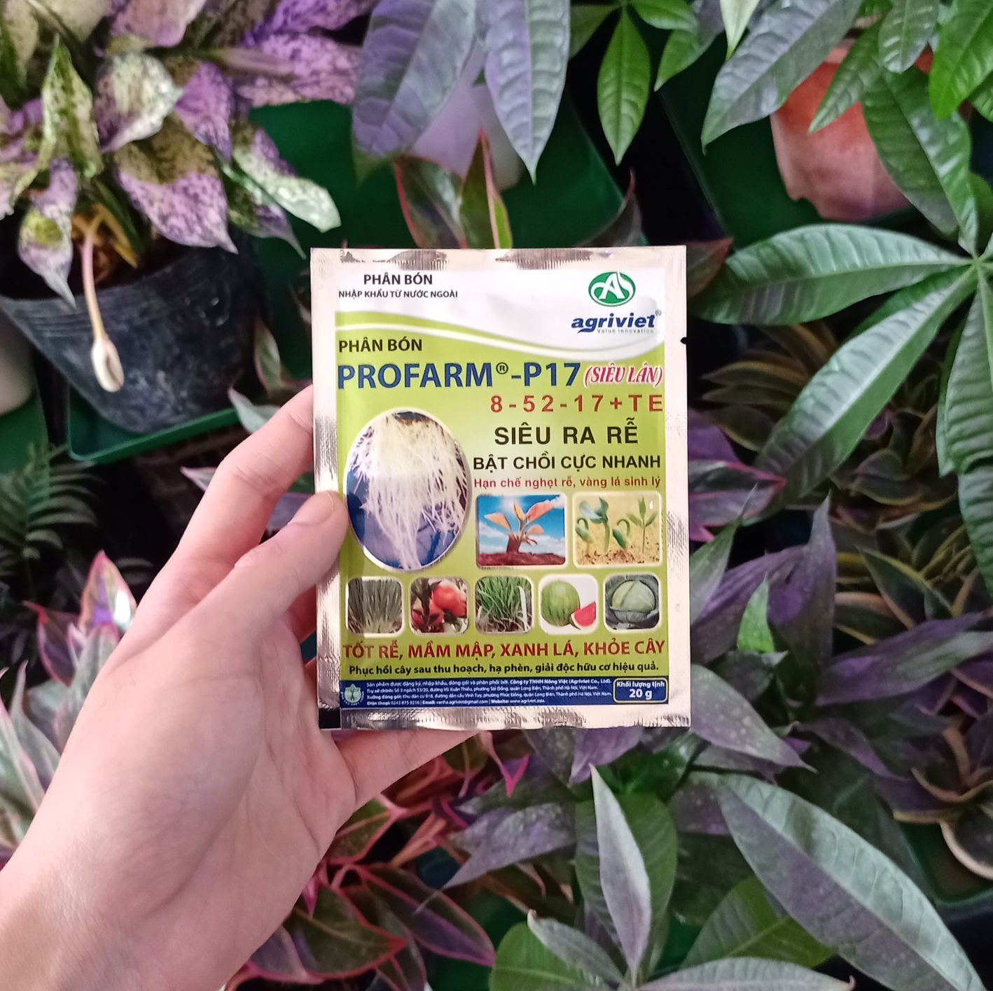 Phân bón PROFARM – P17 8-52-17 + TE siêu ra rễ, bật chồi cực nhanh