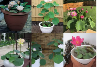 Đất Bùn Sạch trồng Sen - Đất Bùn Tươi dinh dưỡng trồng Sen