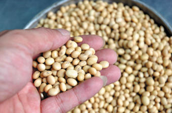 Đậu tương - đậu nành gói 1kg