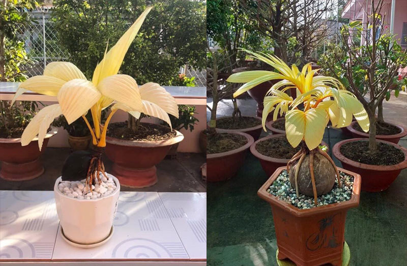 Phôi dừa đột biến thân lùn lá hoàng kim