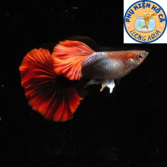 Cặp trống mái cá 7 màu HB Red rose BDS HM phụ kiện trang trí hồ cá,tặng thức ăn cho đơn từ 150k  bảo hành hoàn tiền khi sự cố